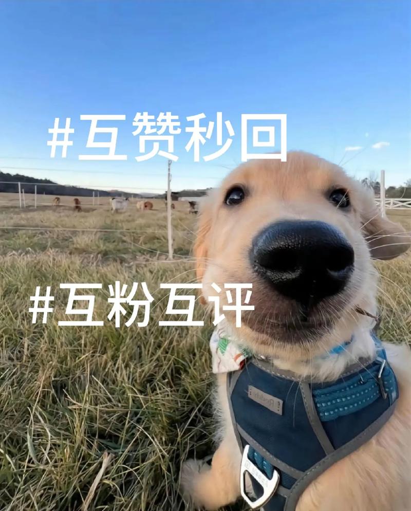 互赞号到底好不好用？揭秘互赞涨粉的真相与风险